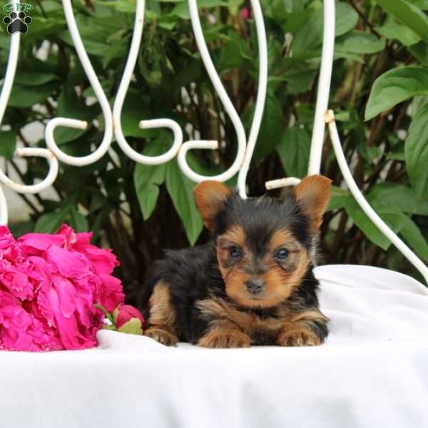 Lilanie, Yorkie Puppy